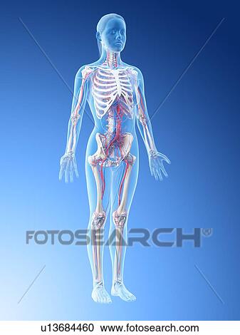 Stock Image - Female vascular system, computer illustration.. Fotosearch