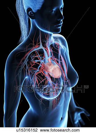 Stock Image - Female vascular system, computer illustration.. Fotosearch