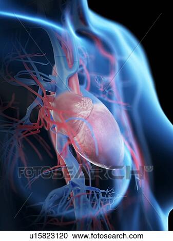 Stock Image - Female vascular system, computer illustration.. Fotosearch