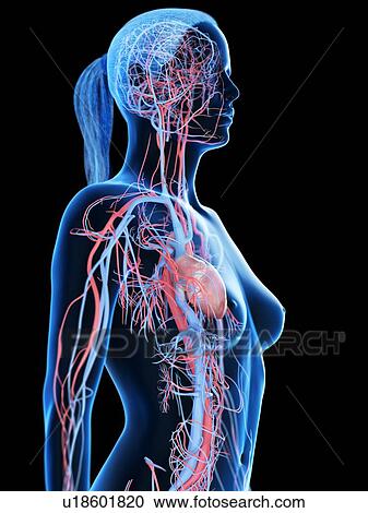 Stock Image - Female vascular system, computer illustration.. Fotosearch