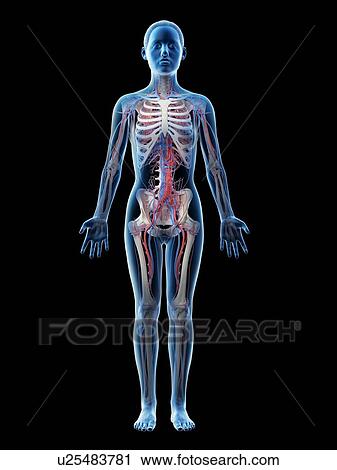 Female vascular system, computer illustration. View Large Photo Image Stock Image - Female vascular system, computer illustration.. Fotosearch