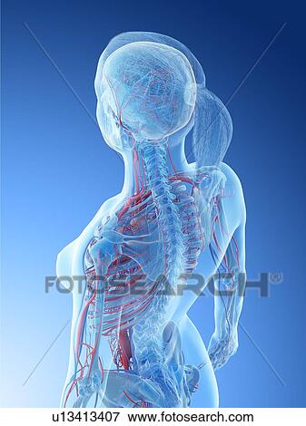 Female vascular system, computer illustration. View Large Photo Image Stock Photo - Female vascular system, computer illustration.. Fotosearch