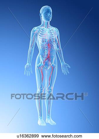 Female vascular system, computer illustration. View Large Photo Image Stock Photo - Female vascular system, computer illustration.. Fotosearch