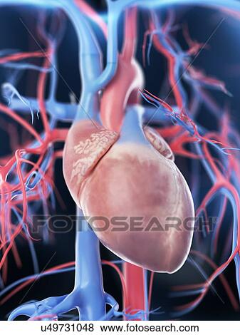 Stock Photo - Female vascular system, computer illustration.. Fotosearch