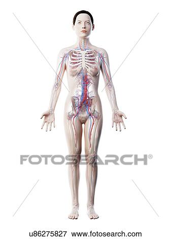 Stock Photo - Female vascular system, computer illustration.. Fotosearch