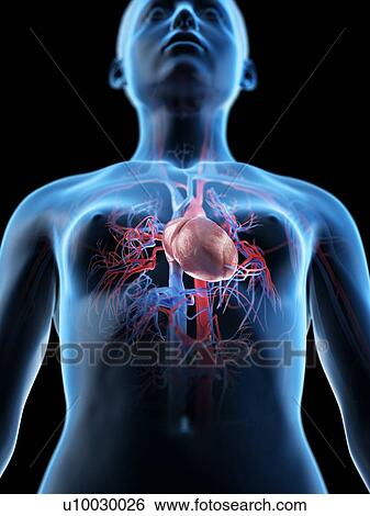 Stock Photograph - Female vascular system, computer illustration.. Fotosearch