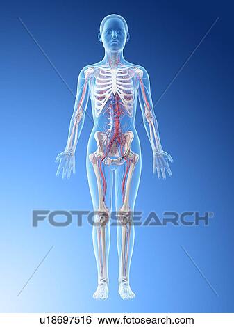 Stock Photograph - Female vascular system, computer illustration.. Fotosearch