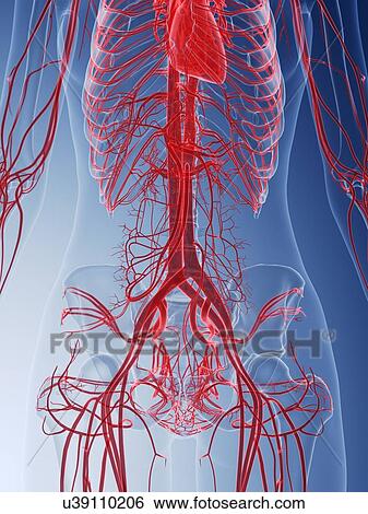 Stock Photograph - Female vascular system, computer illustration.. Fotosearch