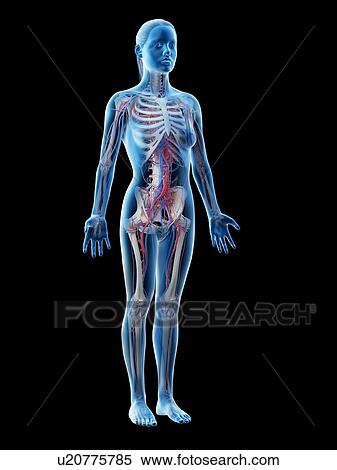 Stock Photography - Female vascular system, computer illustration.. Fotosearch