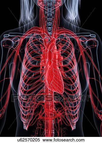 Stock Photography - Female vascular system, computer illustration.. Fotosearch