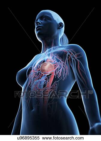 Stock Photography - Female vascular system, computer illustration.. Fotosearch