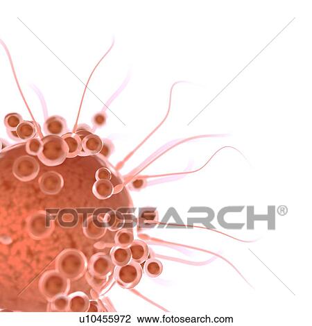 Stock Image - Fertilisation, computer illustration.. Fotosearch