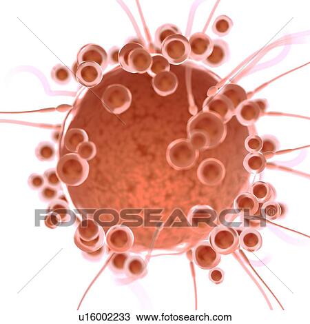 Stock Image - Fertilisation, computer illustration.. Fotosearch