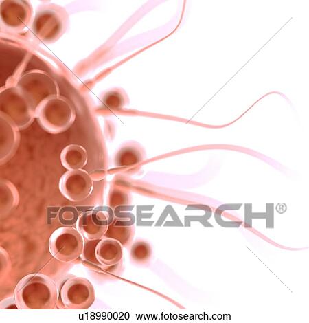 Stock Image - Fertilisation, computer illustration.. Fotosearch