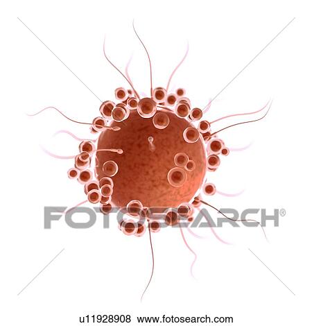 Stock Photo - Fertilisation, computer illustration.. Fotosearch