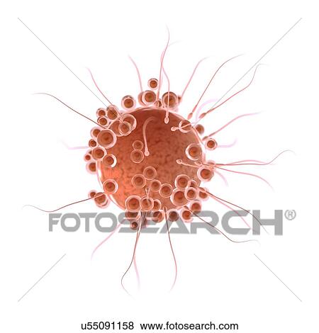 Fertilisation, computer illustration. View Large Photo Image Stock Photo - Fertilisation, computer illustration.. Fotosearch