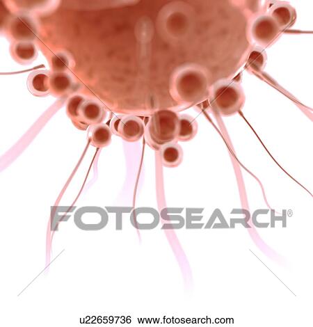 Stock Photograph - Fertilisation, computer illustration.. Fotosearch