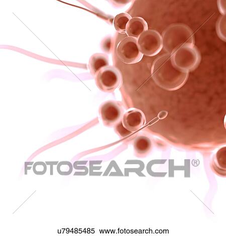 Stock Photography - Fertilisation, computer illustration.. Fotosearch
