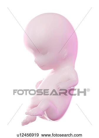 Stock Photo - Fetus at week 10, computer illustration.. Fotosearch