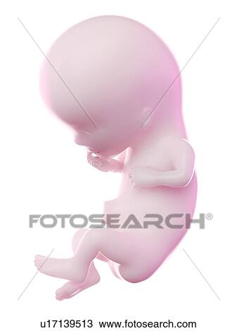 Fetus at week 11, computer illustration. View Large Photo Image Stock Image - Fetus at week 11, computer illustration.. Fotosearch