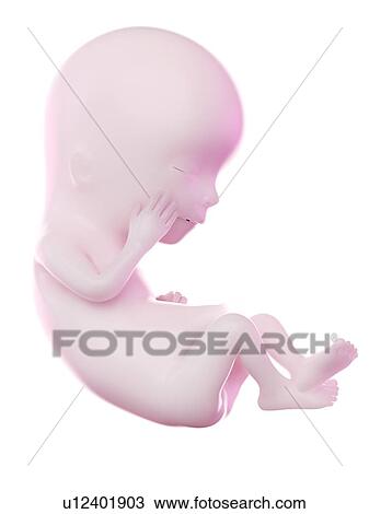Stock Image - Fetus at week 12, computer illustration.. Fotosearch