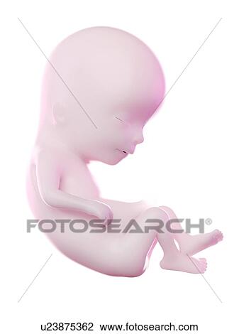 Fetus at week 13, computer illustration. View Large Photo Image Stock Image - Fetus at week 13, computer illustration.. Fotosearch