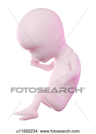 Picture - Fetus at week 14, computer illustration.. Fotosearch