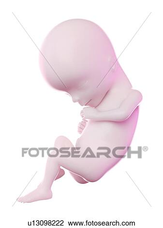 Stock Image - Fetus at week 15, computer illustration.. Fotosearch