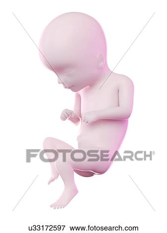 Stock Photo - Fetus at week 16, computer illustration.. Fotosearch