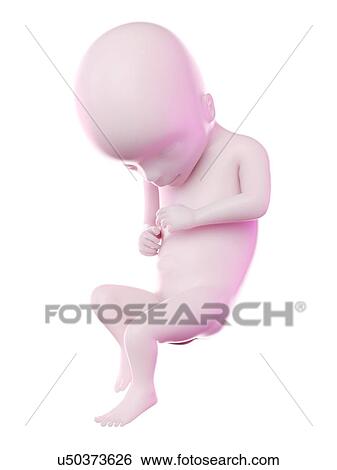 Stock Photograph - Fetus at week 17, computer illustration.. Fotosearch