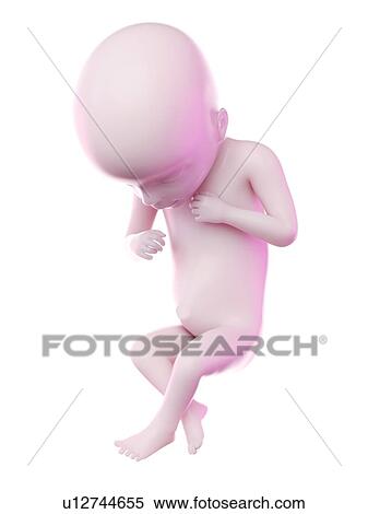 Stock Photography - Fetus at week 18, computer illustration.. Fotosearch
