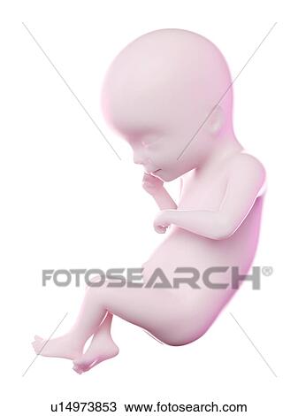 Stock Image - Fetus at week 19, computer illustration.. Fotosearch