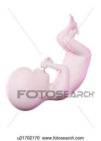 Stock Image - Fetus at week 20, computer illustration.. Fotosearch