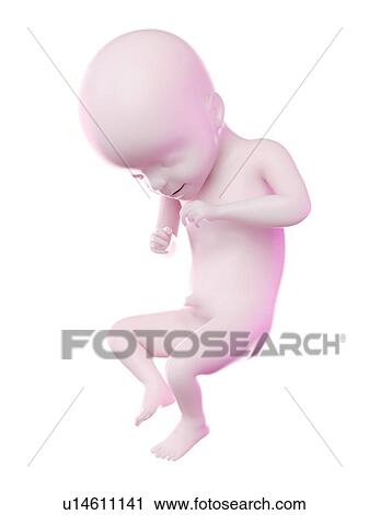 Fetus at week 21, computer illustration. View Large Photo Image Stock Image - Fetus at week 21, computer illustration.. Fotosearch