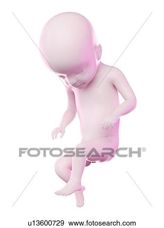 Stock Photo - Fetus at week 22, computer illustration.. Fotosearch