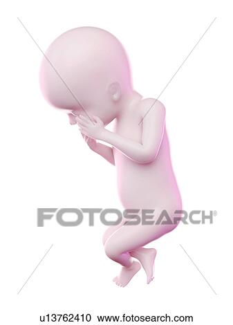 Stock Image - Fetus at week 23, computer illustration.. Fotosearch