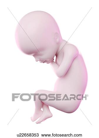 Stock Image - Fetus at week 24, computer illustration.. Fotosearch