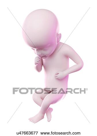 Fetus at week 25, computer illustration. View Large Photo Image Stock Photo - Fetus at week 25, computer illustration.. Fotosearch