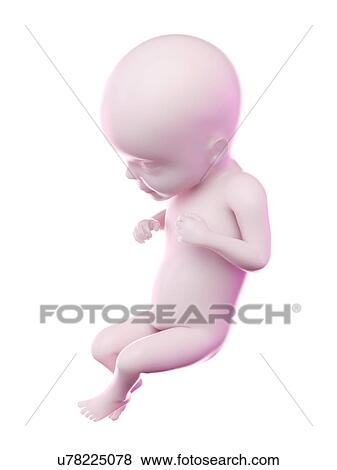 Fetus at week 26, computer illustration. View Large Photo Image Stock Photo - Fetus at week 26, computer illustration.. Fotosearch