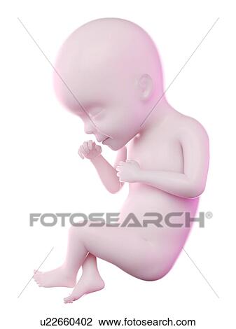 Fetus at week 27, computer illustration. View Large Photo Image Stock Image - Fetus at week 27, computer illustration.. Fotosearch
