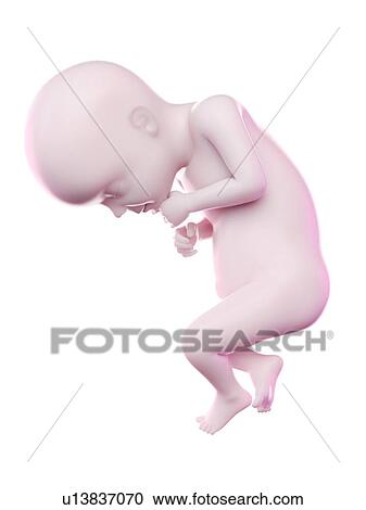Stock Image - Fetus at week 28, computer illustration.. Fotosearch