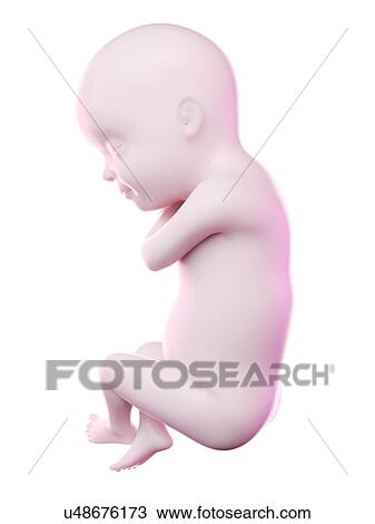Stock Image - Fetus at week 30, computer illustration.. Fotosearch