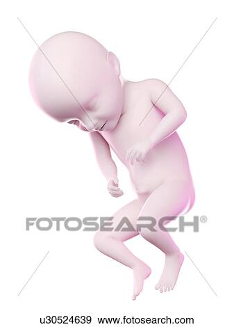 Stock Photo - Fetus at week 31, computer illustration.. Fotosearch