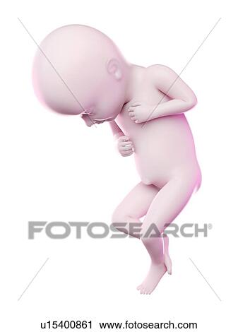 Stock Image - Fetus at week 32, computer illustration.. Fotosearch
