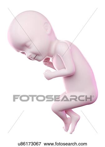 Stock Photo - Fetus at week 33, computer illustration.. Fotosearch