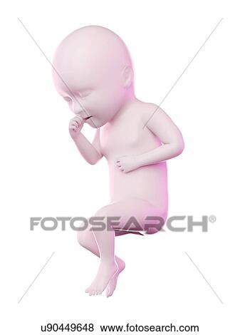 Stock Photo - Fetus at week 34, computer illustration.. Fotosearch