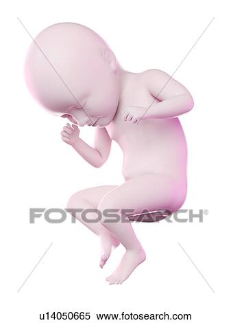 Stock Photography - Fetus at week 35, computer illustration.. Fotosearch