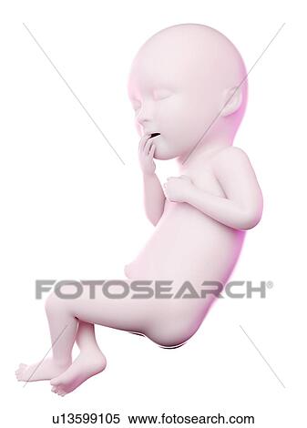 Stock Photography - Fetus at week 36, computer illustration.. Fotosearch