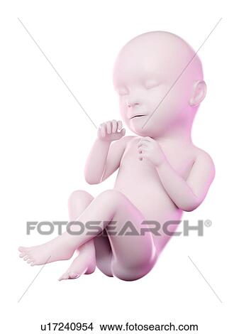 Picture - Fetus at week 39, computer illustration.. Fotosearch