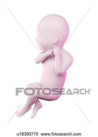 Fetus at week 40, computer illustration. View Large Photo Image Stock Image - Fetus at week 40, computer illustration.. Fotosearch